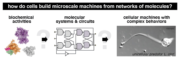 Coyle, Scott M. – Department of Biochemistry – UW–Madison