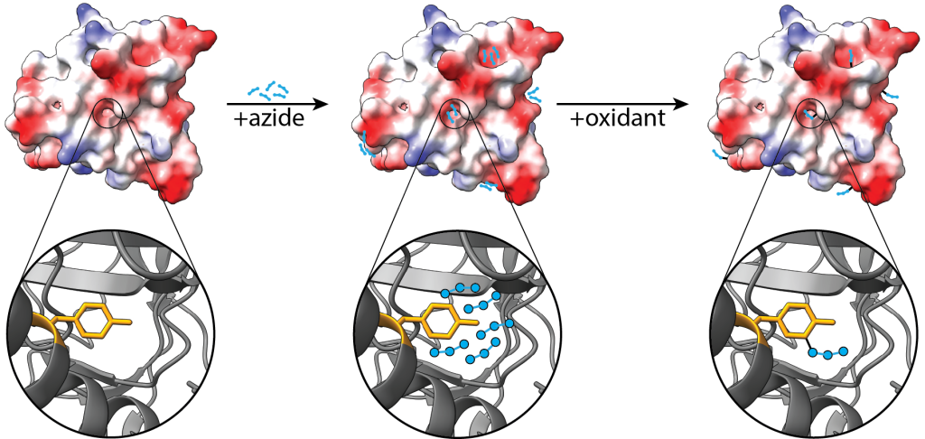 Research in Brief: The What, Why, and How – Department of Biochemistry ...