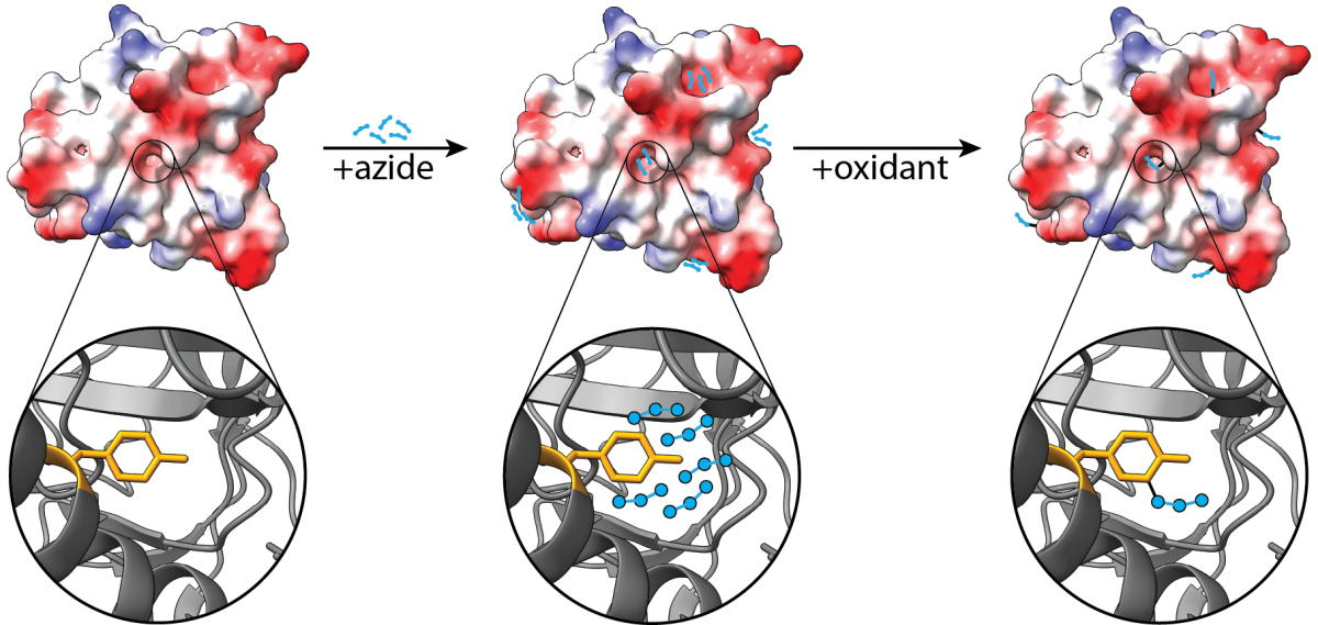 Research in Brief: The What, Why, and How – Department of Biochemistry ...